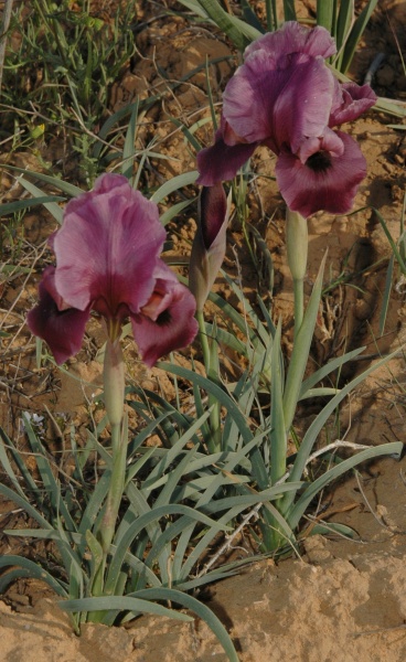 קובץ:אירוס הנגב .JPG