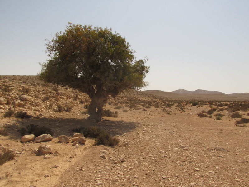 קובץ:אלהנפחהכלא.JPG