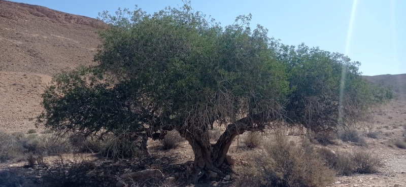 קובץ:אלת הקפה 13.7.24 נחל-דורבן הר-הנגב ש-1.jpg