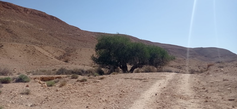 קובץ:אלת הקפה 13.7.24 נחל-דורבן הר-הנגב ש-3.jpg