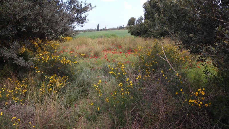 קובץ:גבעת הכלניות.jpg