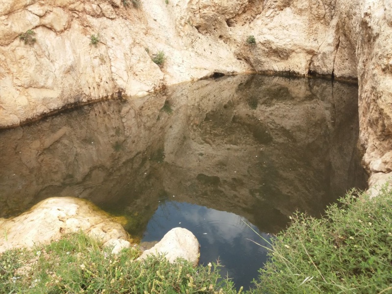 קובץ:גב כוכש.jpg