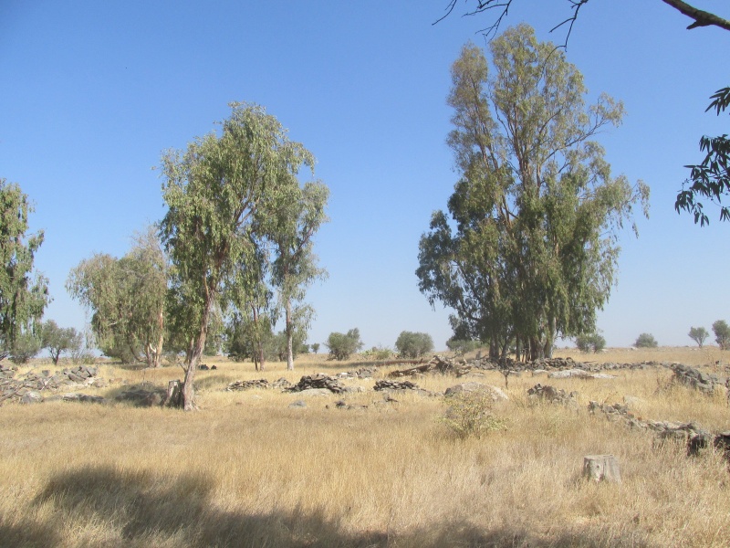 קובץ:דבוסיאמערב.JPG