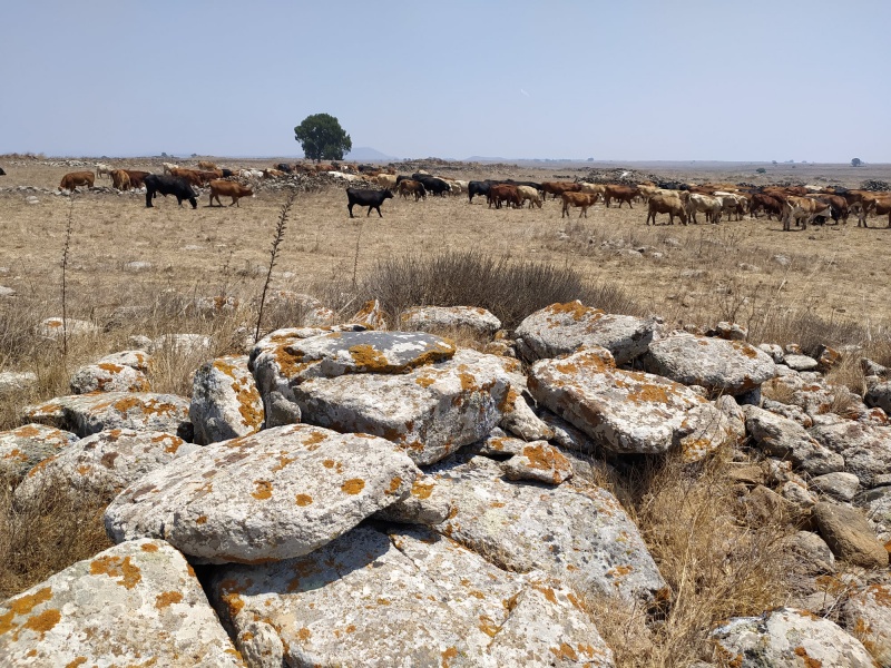 קובץ:דולמןסקר.jpg