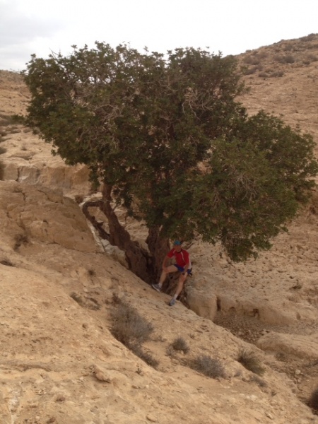 קובץ:חרוב.jpg