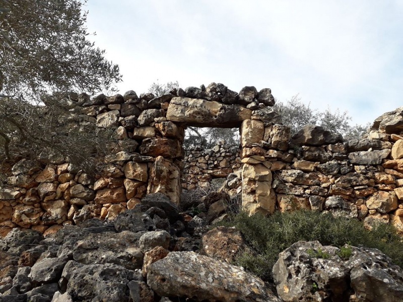 קובץ:מבנהיחידזיתים.jpg