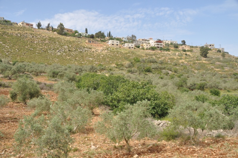 קובץ:ריכוז עצי תאנה בנחל צור.jpg