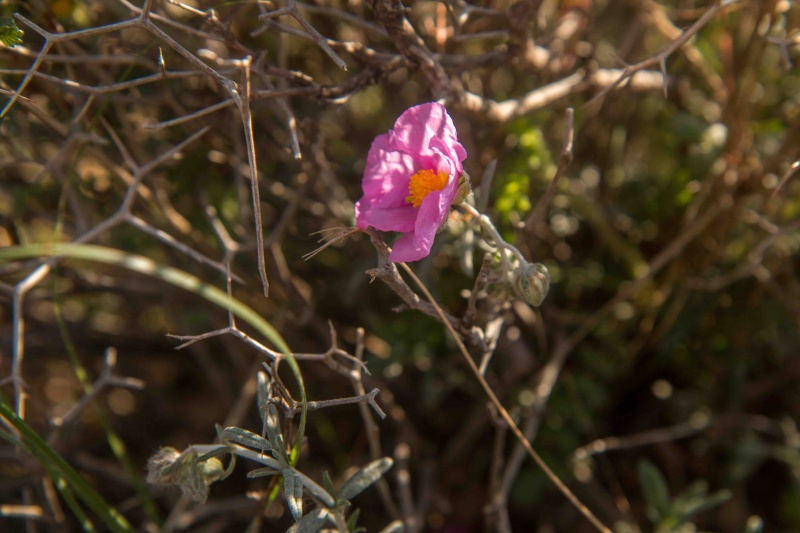 קובץ:שמשון הדור 5.3.21 הר-בזק-ראבא ח.יחיאלי.jpeg