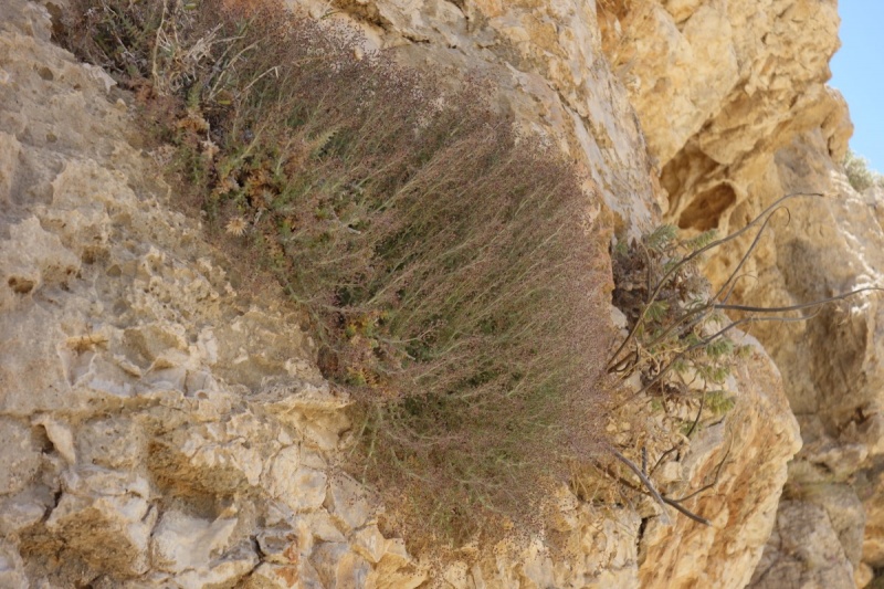 קובץ:ששון 26.5.20 ערוגות-עילי טיול אבי-ששון45.jpg