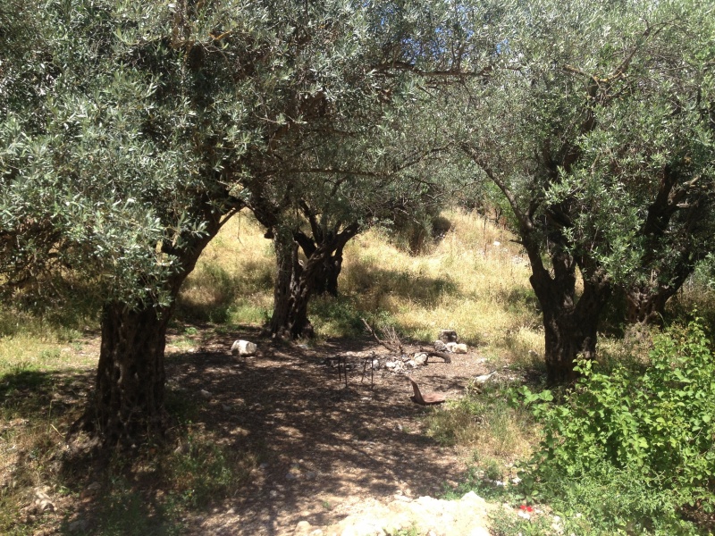 קובץ:2013.05.16-135659.419.iphone.jpg