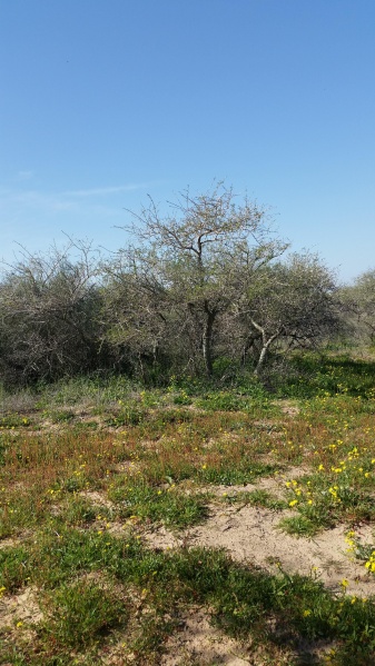 קובץ:2015.01.24-122732.256.android.jpg