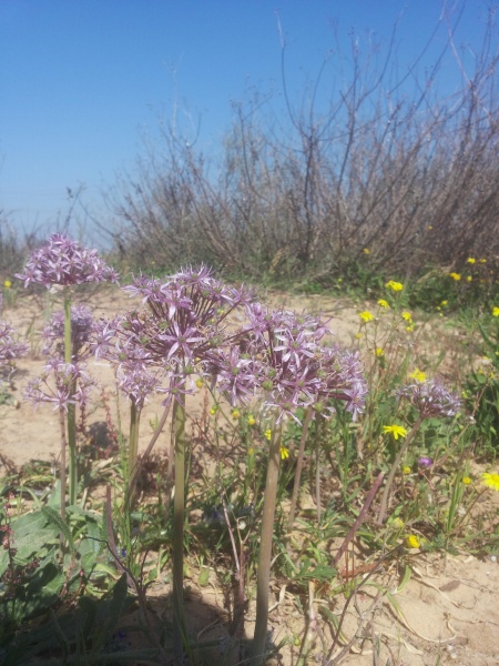 קובץ:2015.03.05-145734.184.android.jpg