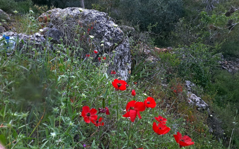 קובץ:2016 ריצה עין כרם 11.jpg