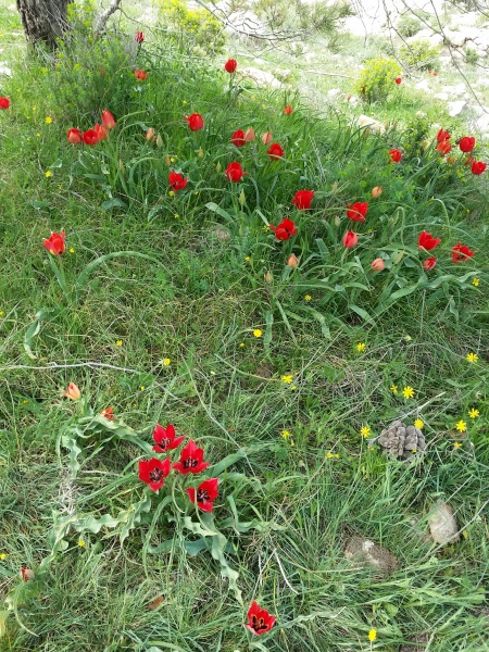 קובץ:2017.03.10-126048.720.android.jpg