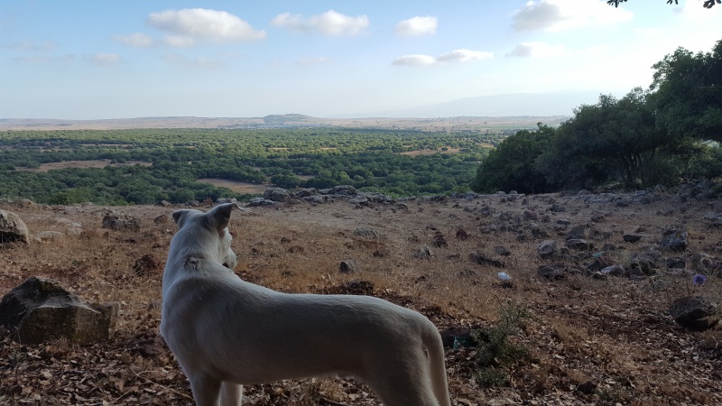 קובץ:2018.06.29-191654.729.android.jpg