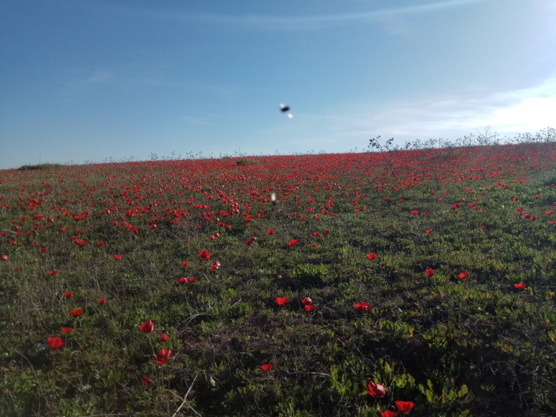 קובץ:2019.02.03-161311.291.android.jpg