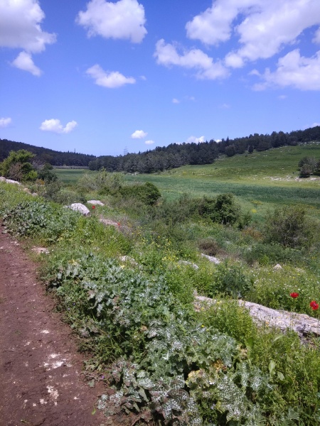 קובץ:2019.03.26-121937.091.android.jpg