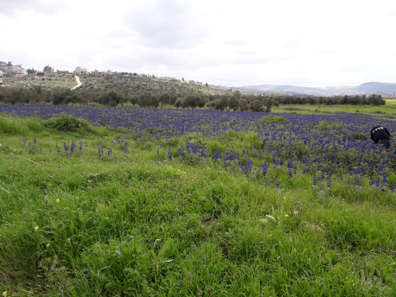 קובץ:2019.03.26-142604.911.android.jpg