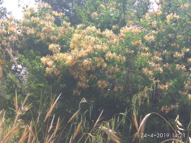 קובץ:2019.04.24-152218.508.android.jpg