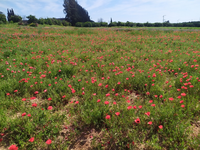 קובץ:2020-04-07T15 18 09.648027393315.jpg