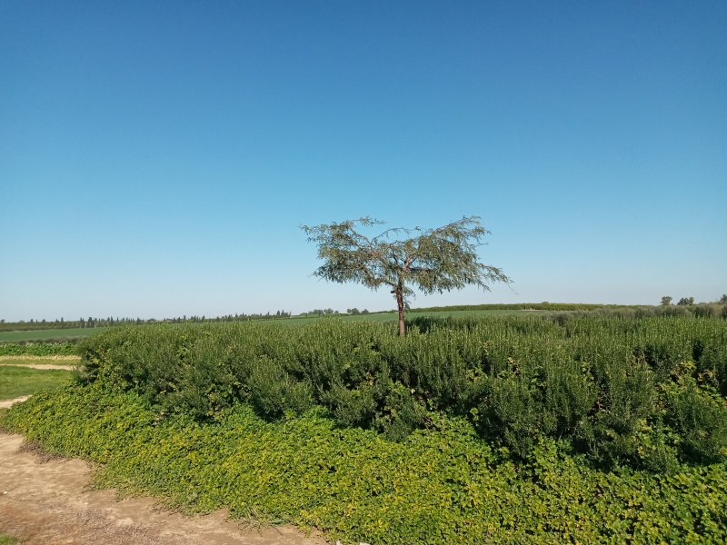 קובץ:2021-06-04T08 06 50.237920284802.jpg