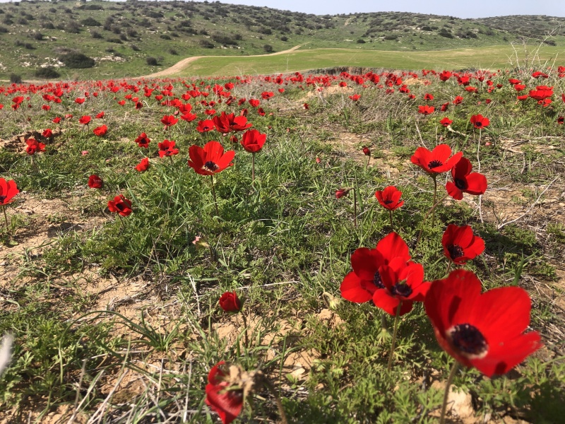 קובץ:2022-02-18T13 09 08.712242317794.jpg