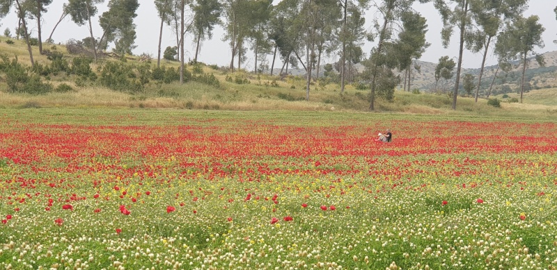 קובץ:2022-04-22T15 57 01.8412658438.jpg