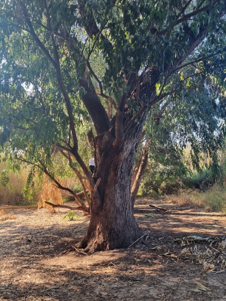 קובץ:2022-12-10T11 32 23.241815844698.jpg