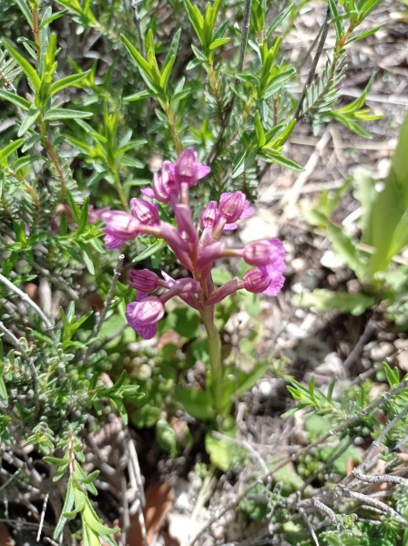 קובץ:2023-04-01T11 28 22.630807395290.jpg