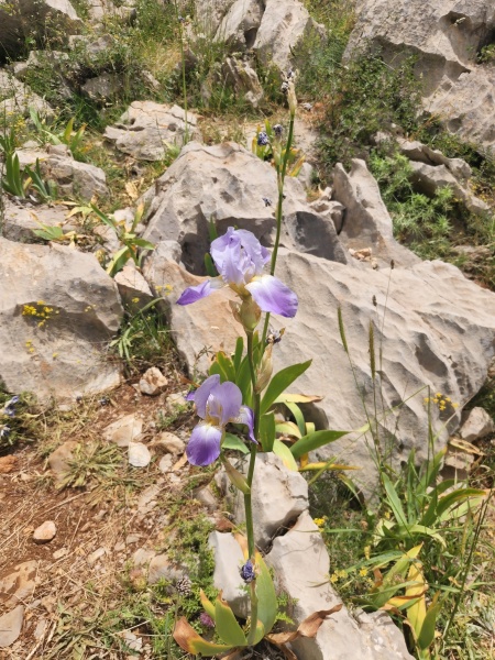 קובץ:2023-06-08T12 07 09.009726405050.jpg