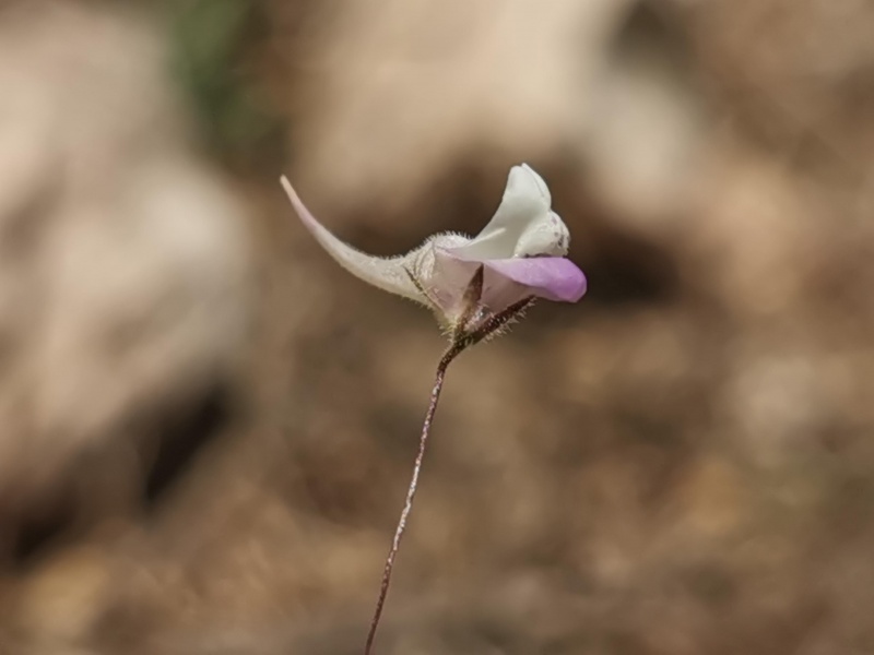 קובץ:2023-07-09T12 45 29.340018114083.jpg