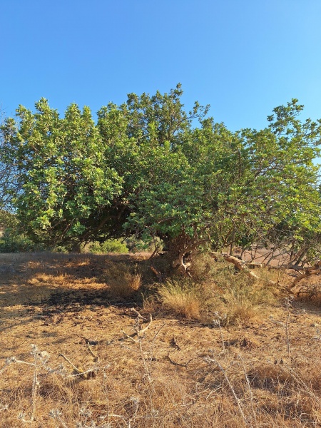 קובץ:2023-08-28T17 16 06.466160728322.jpg