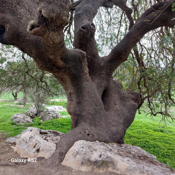 קובץ:2023-12-27T12 31 39.14660861774.jpg