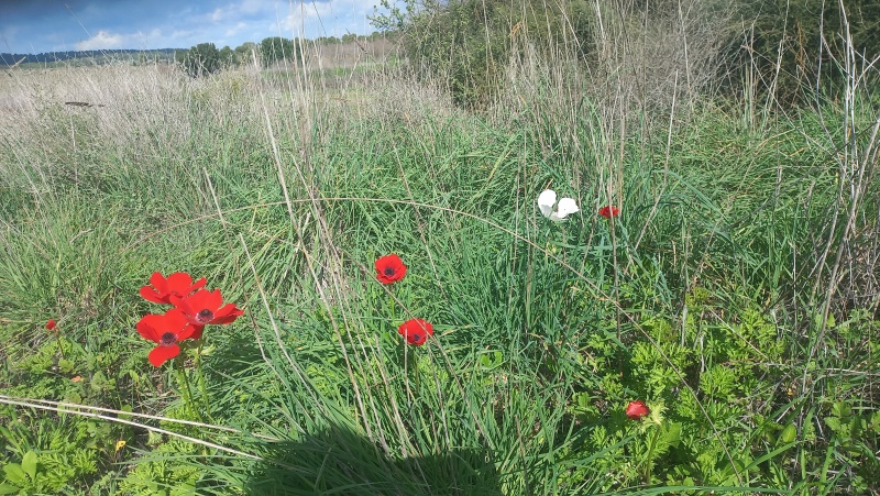 קובץ:2024-01-05T13 03 37.517482600705.jpg