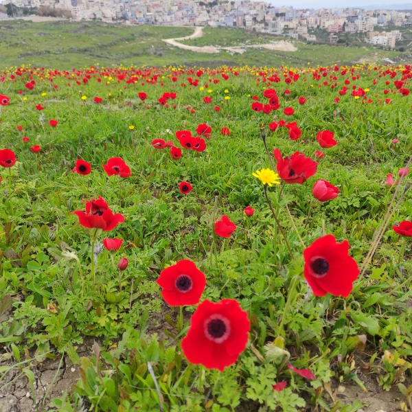 קובץ:2024-02-12T13 24 53.35092762772.jpg