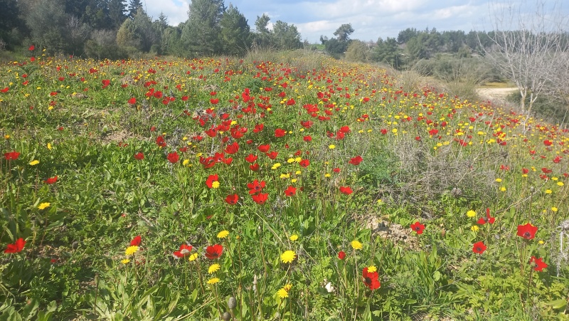 קובץ:2024-02-17T14 06 51.688213785337.jpg