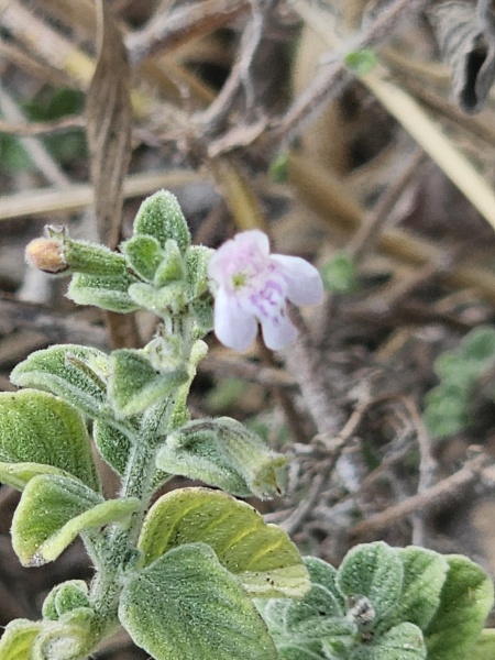 קובץ:2024-07-31T08 37 00.502505442378.jpg