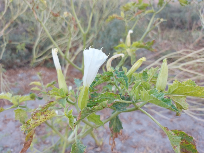 קובץ:2024-08-14T19 04 09.930609581323.jpg