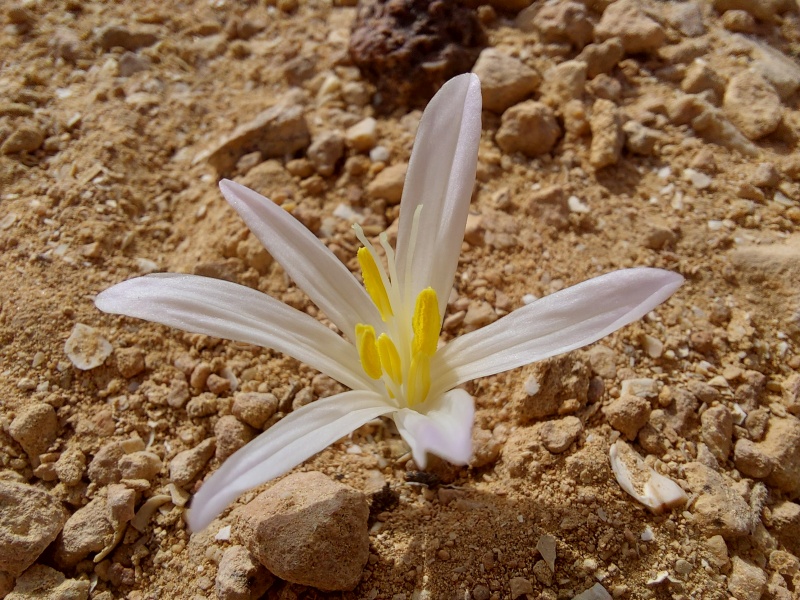 קובץ:2024-10-01T09 33 22.714566922800.jpg