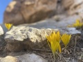 תמונה ממוזערת לגרסה מתאריך 12:41, 20 באוקטובר 2024