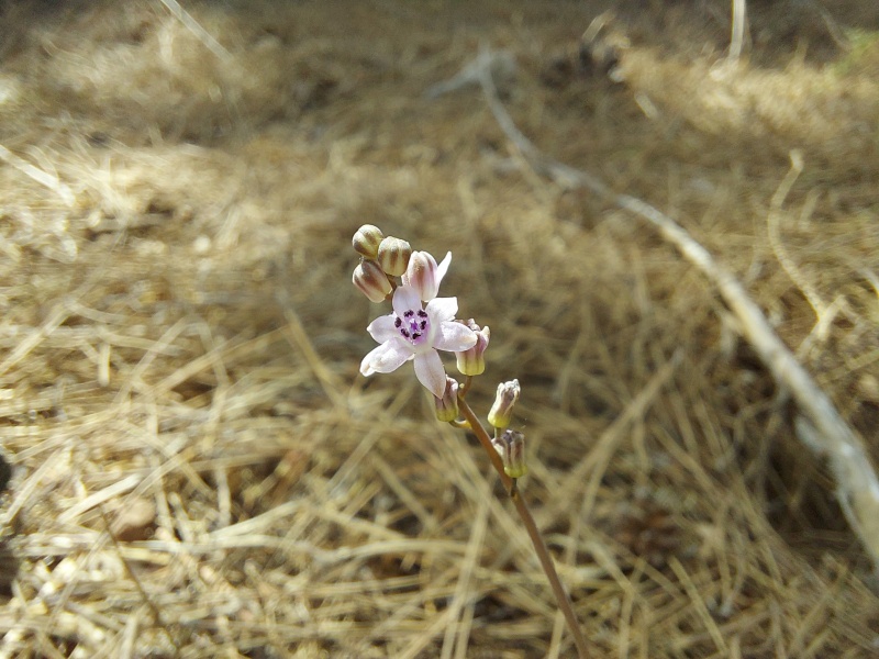 קובץ:2024-10-27T11 00 25.962187233262.jpg