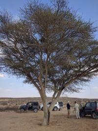 Acacia-tree-near-ruheiba.jpg