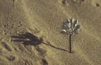 Allium sinaiticum 99.jpg