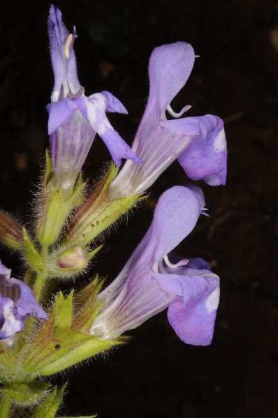 קובץ:Salvia rubifolia3 2014.JPG