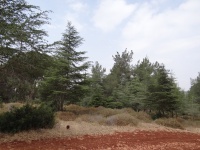 The Cedars plot on Dvora mountain מוקטן.jpg