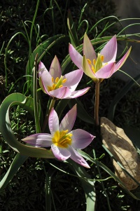 Tulipa lownei12 2012.JPG