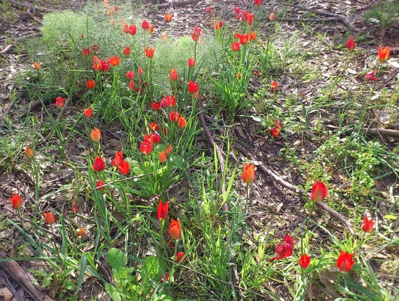 קובץ:Tulips.jpg