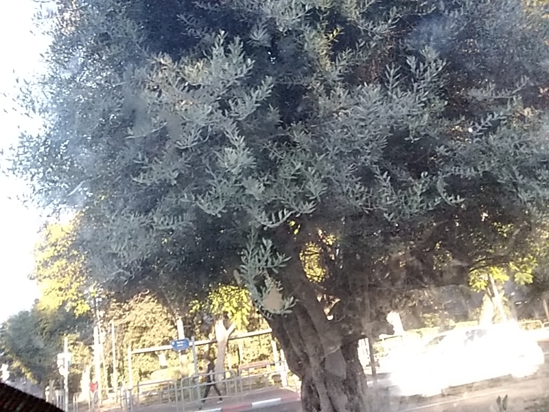 קובץ:2024-08-15T18 27 34.052777213400.jpg