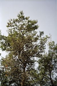 אורן ירושלים- המון פרי הר-גילה שמידע-1.JPG