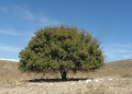 תמונה ממוזערת לגרסה מתאריך 14:18, 25 ביולי 2019